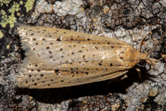 Apoctena conditana