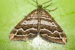 Asaphodes cataphracta