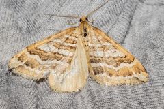 Asaphodes cataphracta
