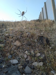 Argiope sector