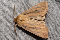 Ichneutica lissoxyla
