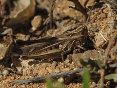 Omocestus simonyi