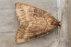 Pseudocoremia berylia