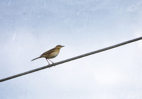 Pipit de Richard