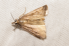 Scoparia panopla