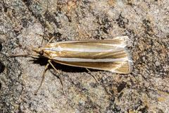 Orocrambus philpotti