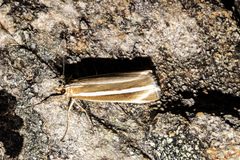 Orocrambus philpotti