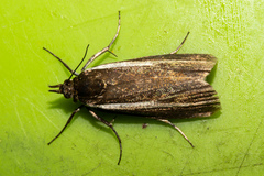 Orocrambus mylites