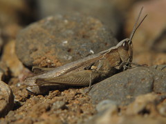 Omocestus simonyi