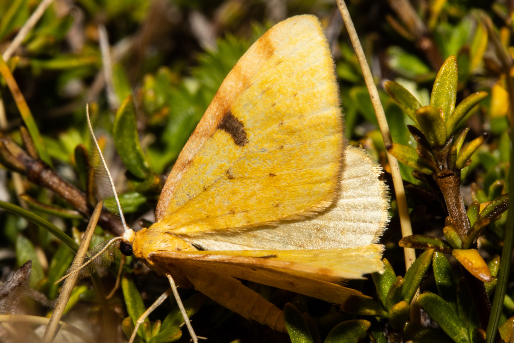 Carpet Moths from Tasman District, Tasman, New Zealand on February 16, 2022 at 1110 PM by Carey