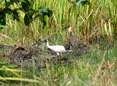Threskiornis molucca molucca