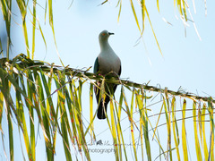 Ducula geelvinkiana