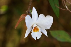 Dendrobium infundibulum