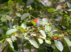 Ptilinopus superbus superbus