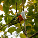 Wallace's Fruit Dove - Photo (c) Mehd Halaouate, some rights reserved (CC BY-NC), uploaded by Mehd Halaouate