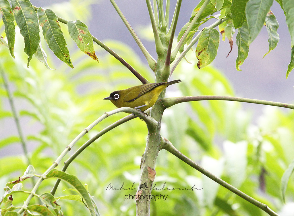 Capped White-Eye