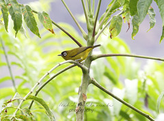 Zosterops fuscicapilla fuscicapilla