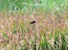 White-Capped Munia photo 4