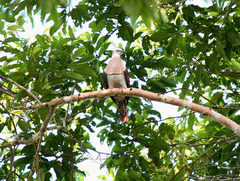 Ducula zoeae