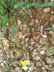 Fumana ericifolia
