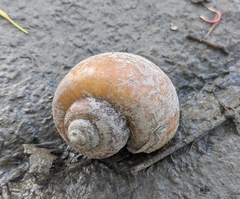 Pomacea diffusa