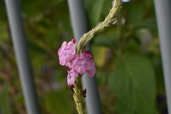 Stachytarpheta mutabilis