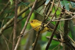 Cyanoderma chrysaeum