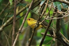 Cyanoderma chrysaeum