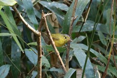 Phylloscopus omeiensis