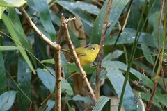 Phylloscopus omeiensis