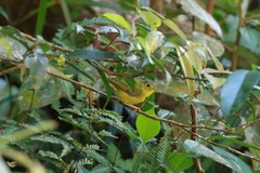 Phylloscopus omeiensis