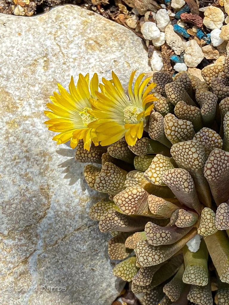 Titanopsis primosii