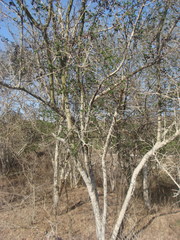 Microlobius foetidus