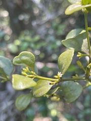 Viscum triflorum