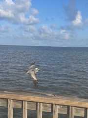 Pelecanus occidentalis