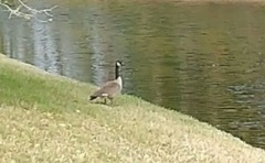 Branta canadensis image