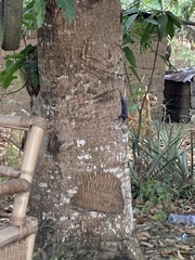 Agama africana