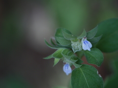 Justicia crenatifolia