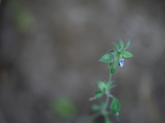 Justicia crenatifolia