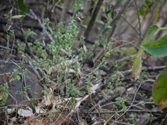 Justicia crenatifolia