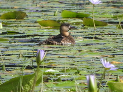 Thalassornis leuconotus