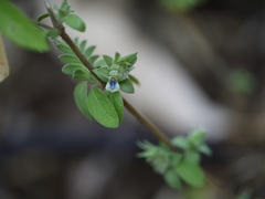 Justicia crenatifolia