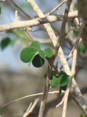 Microlobius foetidus