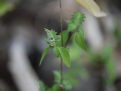 Justicia crenatifolia