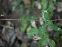 Justicia crenatifolia