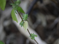 Justicia crenatifolia