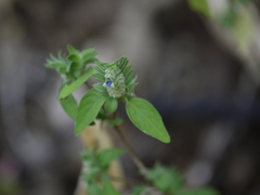 Justicia crenatifolia