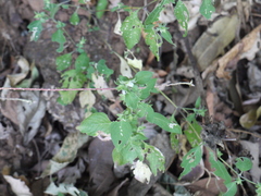 Justicia crenatifolia