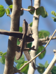 Microlobius foetidus