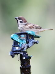 Passer montanus